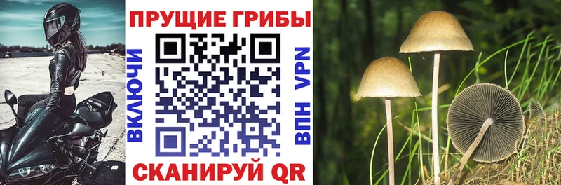 цена наркотик  Печоры  Галлюциногенные грибы Psilocybine cubensis 